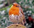 Click image for larger version. 

Name:	A Robin.jpg 
Views:	175 
Size:	142.0 KB 
ID:	2655