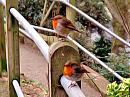 Click image for larger version. 

Name:	pair robins.jpg 
Views:	163 
Size:	92.1 KB 
ID:	2656