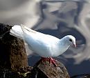 Click image for larger version. 

Name:	White Dove.jpg 
Views:	2744 
Size:	76.0 KB 
ID:	2743