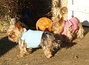 Click image for larger version. 

Name:	Yorkies.jpg 
Views:	152 
Size:	217.0 KB 
ID:	2822