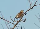 Click image for larger version. 

Name:	fieldfare2.jpg 
Views:	328 
Size:	120.0 KB 
ID:	2825