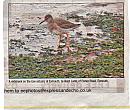 Click image for larger version. 

Name:	Redshank.jpg 
Views:	149 
Size:	129.7 KB 
ID:	3007
