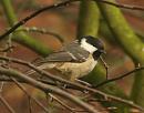 Click image for larger version. 

Name:	coaltit.jpg 
Views:	143 
Size:	88.7 KB 
ID:	3035