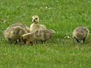 Click image for larger version. 

Name:	geese3.jpg 
Views:	244 
Size:	424.5 KB 
ID:	314