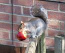 Click image for larger version. 

Name:	squirrel.jpg 
Views:	181 
Size:	153.9 KB 
ID:	3173