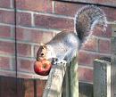 Click image for larger version. 

Name:	squirrel1.jpg 
Views:	186 
Size:	127.9 KB 
ID:	3174