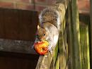 Click image for larger version. 

Name:	squirrel3.jpg 
Views:	190 
Size:	231.9 KB 
ID:	3176