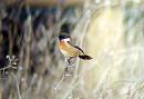 Click image for larger version. 

Name:	stonechat rainham.jpg 
Views:	603 
Size:	160.3 KB 
ID:	3204