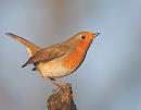 Click image for larger version. 

Name:	robin 4.jpg 
Views:	168 
Size:	32.7 KB 
ID:	3288