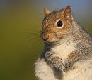 Click image for larger version. 

Name:	squirrel.jpg 
Views:	190 
Size:	63.4 KB 
ID:	3292