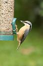 Click image for larger version. 

Name:	Nuthatch fr 1.jpg 
Views:	189 
Size:	228.8 KB 
ID:	3297