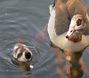 Click image for larger version. 

Name:	egyptian_goose_2.jpg 
Views:	262 
Size:	237.8 KB 
ID:	3333