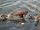 Click image for larger version. 

Name:	egyptian_goose_1.jpg 
Views:	236 
Size:	219.9 KB 
ID:	3334