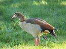 Click image for larger version. 

Name:	egyptian_goose_6.jpg 
Views:	234 
Size:	227.7 KB 
ID:	3338