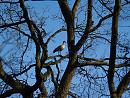 Click image for larger version. 

Name:	egyptian_goose_tree.jpg 
Views:	464 
Size:	397.3 KB 
ID:	3342