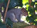 Click image for larger version. 

Name:	squirrel.jpg 
Views:	238 
Size:	175.2 KB 
ID:	3380