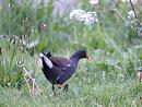 Click image for larger version. 

Name:	moorhen2.jpg 
Views:	231 
Size:	291.3 KB 
ID:	347