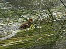 Click image for larger version. 

Name:	duckling.jpg 
Views:	250 
Size:	231.2 KB 
ID:	351