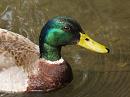 Click image for larger version. 

Name:	mallard_portrait.jpg 
Views:	235 
Size:	345.4 KB 
ID:	354