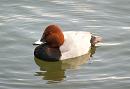 Click image for larger version. 

Name:	pochard_3.jpg 
Views:	241 
Size:	102.3 KB 
ID:	3695