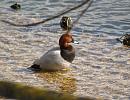 Click image for larger version. 

Name:	pochard_2.jpg 
Views:	247 
Size:	209.5 KB 
ID:	3696