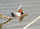 Click image for larger version. 

Name:	pochard_4.jpg 
Views:	251 
Size:	124.5 KB 
ID:	3698