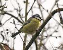 Click image for larger version. 

Name:	bluetit_1.jpg 
Views:	205 
Size:	143.7 KB 
ID:	3781