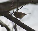 Click image for larger version. 

Name:	chiffchaff.jpg 
Views:	187 
Size:	55.4 KB 
ID:	3822
