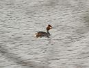 Click image for larger version. 

Name:	great_crested_grebe_1.jpg 
Views:	418 
Size:	170.0 KB 
ID:	3925