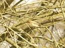 Click image for larger version. 

Name:	Chiffchaff.jpg 
Views:	598 
Size:	85.1 KB 
ID:	4056