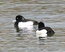 Click image for larger version. 

Name:	Tufted_duck_1.jpg 
Views:	178 
Size:	135.2 KB 
ID:	4085