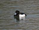 Click image for larger version. 

Name:	Tufted_duck_2.jpg 
Views:	188 
Size:	138.0 KB 
ID:	4086