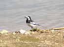Click image for larger version. 

Name:	Pied_wagtail_1.jpg 
Views:	214 
Size:	140.4 KB 
ID:	4088