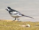 Click image for larger version. 

Name:	Pied_wagtail_2.jpg 
Views:	202 
Size:	80.7 KB 
ID:	4089