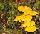 Click image for larger version. 

Name:	fungi.JPG 
Views:	176 
Size:	182.9 KB 
ID:	4210