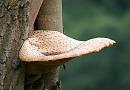 Click image for larger version. 

Name:	Dryads Saddle Polypourus squamosus.jpg 
Views:	141 
Size:	104.1 KB 
ID:	4222