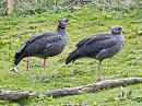 Click image for larger version. 

Name:	Crested-Screamer.jpg 
Views:	160 
Size:	384.5 KB 
ID:	4345