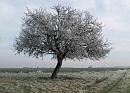 Click image for larger version. 

Name:	Ancient crab apple tree.jpg 
Views:	169 
Size:	201.5 KB 
ID:	437