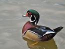 Click image for larger version. 

Name:	wood_duck_3.jpg 
Views:	226 
Size:	108.8 KB 
ID:	4376
