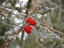 Click image for larger version. 

Name:	Rosehips.jpg 
Views:	196 
Size:	292.8 KB 
ID:	438