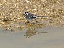 Click image for larger version. 

Name:	Wagtail_reflection_1.jpg 
Views:	355 
Size:	192.1 KB 
ID:	4416