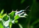 Click image for larger version. 

Name:	Thick-legged Flower Beetle.jpg 
Views:	191 
Size:	50.1 KB 
ID:	453