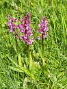 Click image for larger version. 

Name:	orchis_militaris.jpg 
Views:	243 
Size:	546.1 KB 
ID:	4572