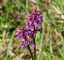 Click image for larger version. 

Name:	orchis_militaris_1.jpg 
Views:	244 
Size:	184.6 KB 
ID:	4573