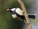 Click image for larger version. 

Name:	Great Tit.JPG 
Views:	151 
Size:	71.6 KB 
ID:	4588