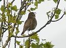 Click image for larger version. 

Name:	songthrush.jpg 
Views:	360 
Size:	90.4 KB 
ID:	4631