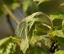 Click image for larger version. 

Name:	Cabbage_White_Pieris_brassicae .jpg 
Views:	261 
Size:	123.9 KB 
ID:	4633