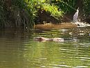 Click image for larger version. 

Name:	coypu.jpg 
Views:	270 
Size:	247.0 KB 
ID:	4644