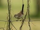 Click image for larger version. 

Name:	Whitethroat_1.jpg 
Views:	227 
Size:	125.4 KB 
ID:	4669