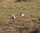 Click image for larger version. 

Name:	Godwits.jpg 
Views:	156 
Size:	38.8 KB 
ID:	4714